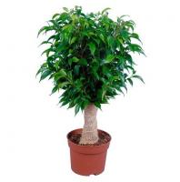 Фикус Бенджамина джут