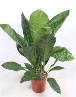 Антуриум эллиптический Джангл Кинг, Буш