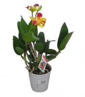 Орхидея Каттлея