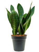 Сансевиерия gongo big leaf