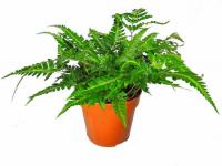 Румора Вариегата