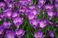 КРОКУС CROCUS RUBY GIANT 20шт