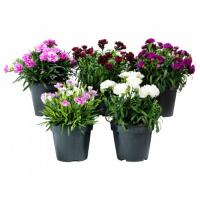 Гвоздика микс (диантус)