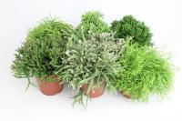 Рипсалис микс