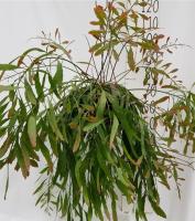 Псевдорипсалис  