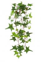 Плющ Питсбург