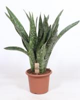 Сансевиерия Jiboia