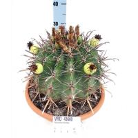 Ферокактус широкоиглый