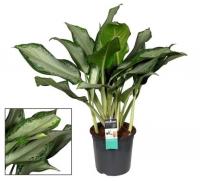 Аглаонема Клеопатра