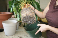 Пересадка  от 100 до 145 см