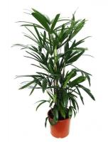 Пальма рапис