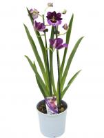 Орхидея Мильтония микс