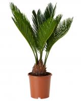 Цикас (Саговник)