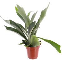 Платицериум