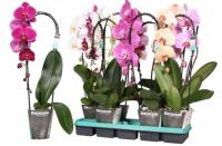 Фаленопсис каскад микс