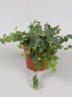 Фикус пумила Грин Санни