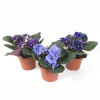 Фиалка Баттерфляй / Сенполия