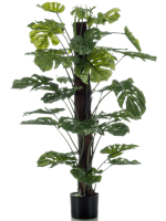 Монстера на опоре в кашпо 