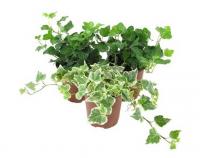 Хедера Хеликс микс