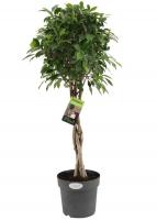 Фикус бенджамина Нитида переплетенный