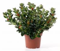 Нематантус (Гипоцирта, грегариус)