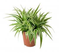 Хлорофитум Океан