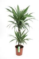 Драцена фрагранс Варнески (2 ствола)