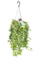 Традесканция Yellow Hill