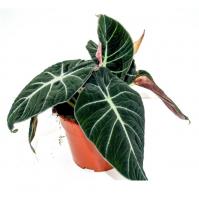 Алоказия Блек Вельвет