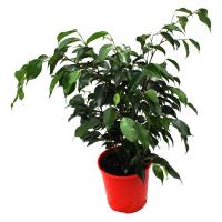 Фикус Бенджамина Экзотика