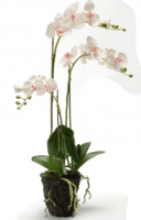 Фаленопсис без кашпо 