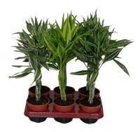 Драцена фрагранс Драгон микс переплетеный 