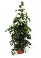 Фикус Бендж. Миднайт Леди (Полуночная Леди)