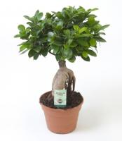 Фикус Микрокарпа Гинсенг