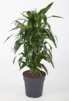 Драцена фрагранс Джанет Крейг разветвленная