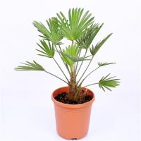 Трахикарпус