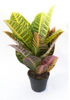 Кротон (Кодиеум) Петра