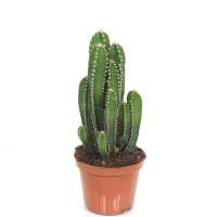 Цереус Флорида