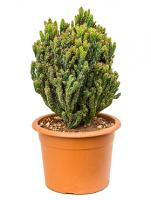 Цереус monstrosus coral