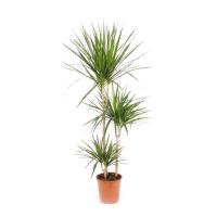 Драцена Маргината (3 ствола)