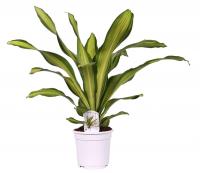 Драцена фрагранс Чарли