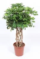 Шеффлера Голд Капелла цилиндр