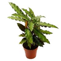 Калатея Руфибарба Вэйвстар