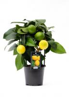 Цитрус Лимон
