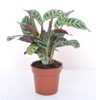 Калатея Ктенанта 