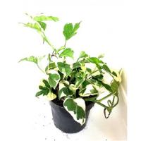 Эпипремнум Ауреум Н Джой