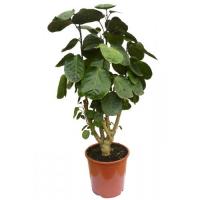 Полисциас микс (Аралия)