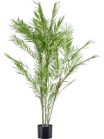 Пальма Хамедорея в кашпо