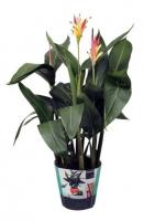 Геликония Гавайи