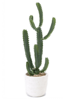 Молочай разветвленный в кашпо (Эуфорбия)